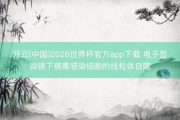 开云(中国)2026世界杯官方app下载 电子显微镜下病毒感染细胞的线粒体自噬